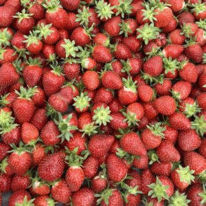 eper clery
