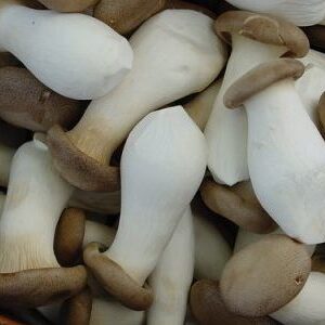 gomba ordogszeker e1566471257156