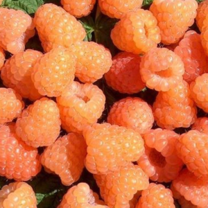 jantar malna