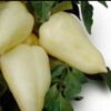 paprika bogyiszloi e1531516328313