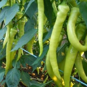 paprika kosszarvu e1564438010188