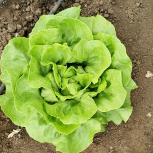 termeloi salata csomag 3 e1633888433806